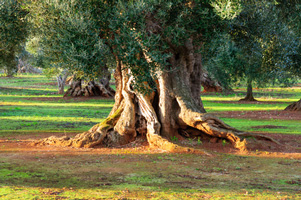 Olivenbaum